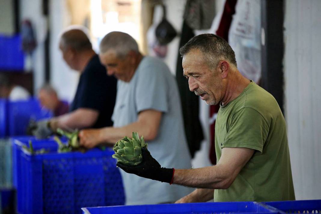 Hızlı soyan 20 erkek topladı: Kişi başı günde 2500 TL kazanıyorlar! 'Çok güçlü bir ekibimiz var, hızlıca soyuyoruz' 5